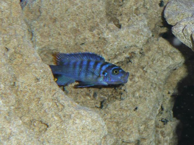 freshwater fish - pseudotropheus saulosi - saulos's mbuna stocking in 50 gallons tank - My Fish Pseudotropheus Salousi PLEASE COMMENT IF ID IS WRONG