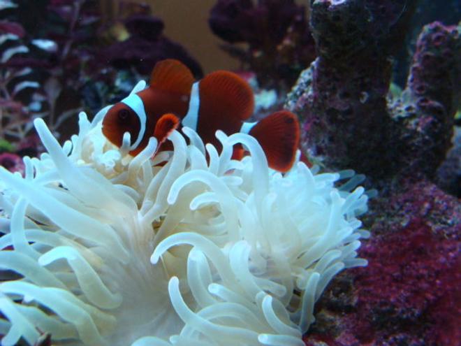 corals inverts - condylactis gigantea - condy anemone stocking in 75 gallons tank - mine
