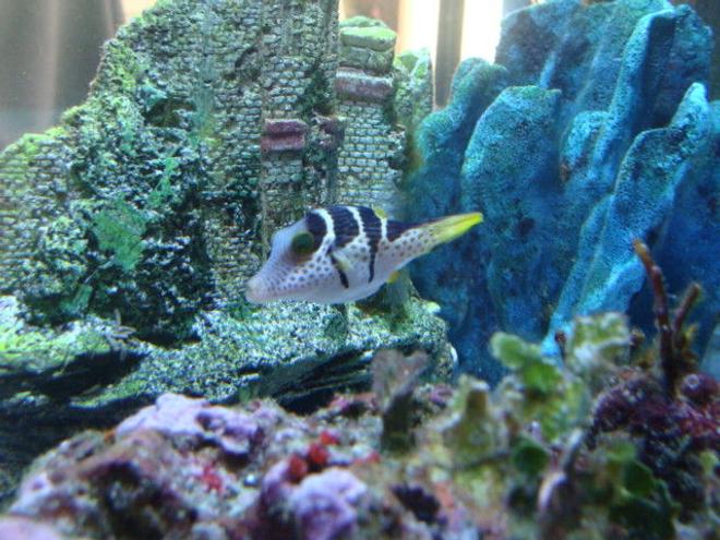 saltwater fish - canthigaster valentini - saddle valentini puffer stocking in 75 gallons tank - valintinie puffer
