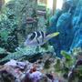 saltwater fish - canthigaster valentini - saddle valentini puffer stocking in 75 gallons tank - valintinie puffer