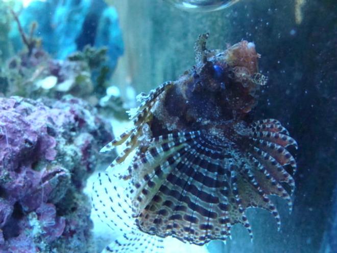 saltwater fish - dendrochirus brachypterus - fuzzy dwarf lionfish stocking in 75 gallons tank - fuzzy dwarf