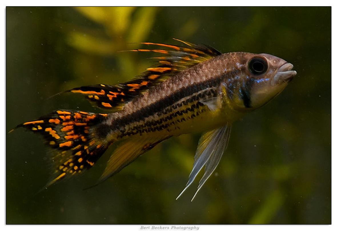 freshwater fish - apistogramma cacatuoides - double full red cockatoo cichlid stocking in 50 gallons tank - Apistogramma Cacatuoides Double Red