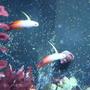 saltwater fish - nemateleotris magnifica - firefish stocking in 75 gallons tank - fire fish pair