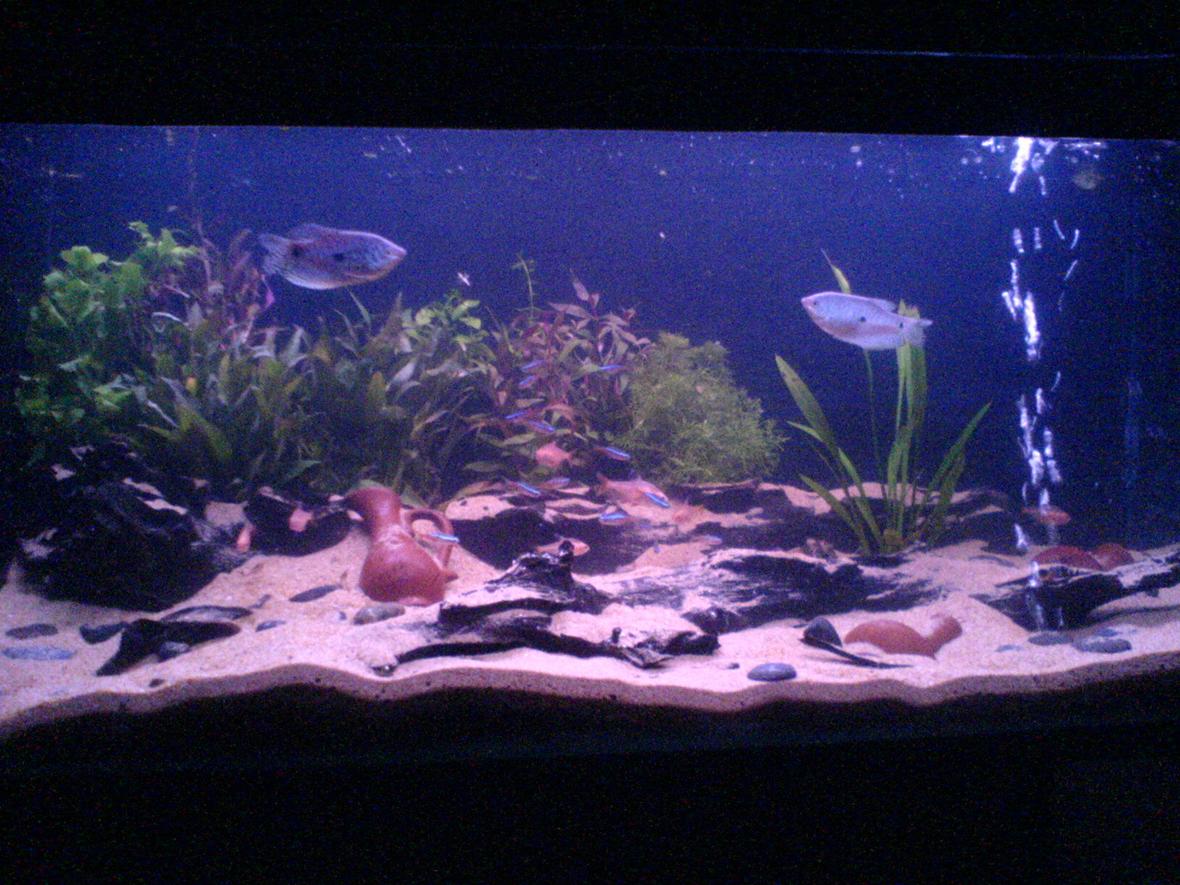 60 gallons planted tank (mostly live plants and fish) - Ok I just took this pic will give a better one when I have a better cam