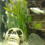 freshwater fish - poecilia velifera - platinum lyretail molly stocking in 100 gallons tank - Molly fish (female)