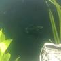 freshwater fish - poecilia latipinna - black molly stocking in 100 gallons tank - Black Molly fish (male)