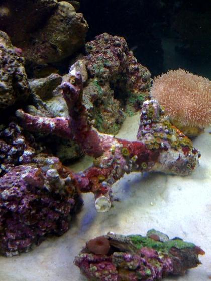 corals inverts - sarcophyton sp. - toadstool mushroom leather coral stocking in 29 gallons tank - Mushroom is bigger now and polyps have grown some