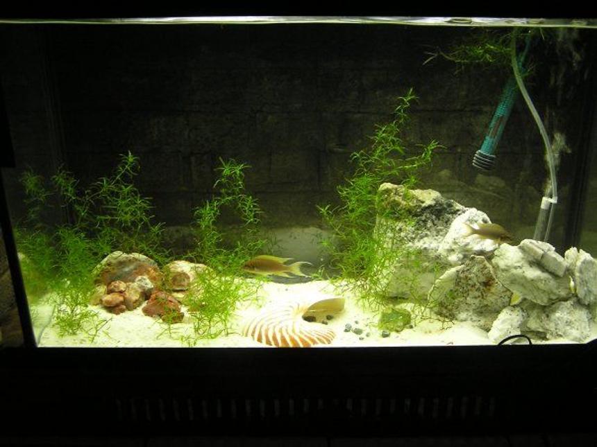 Rated #219: 60 Gallons Planted Tank - Breeding pair birchardis in a 30 planted