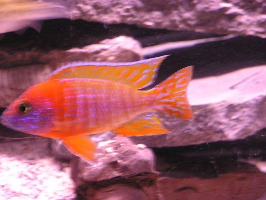 Rated #68: Freshwater Fish - Aulonocara Rubescens - Ruby Red Peacock Stocking In 60 Gallons Tank - red Peacock