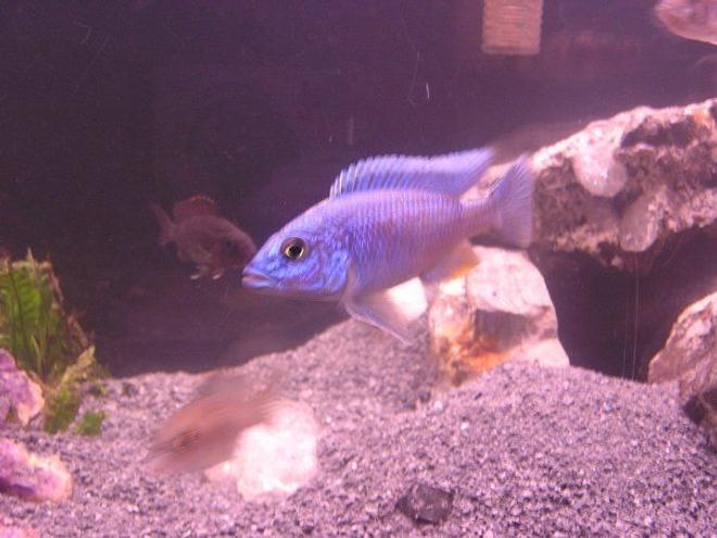 freshwater fish - sciaenochromis fryeri - electric blue hap stocking in 60 gallons tank - sceianochromis fryeri