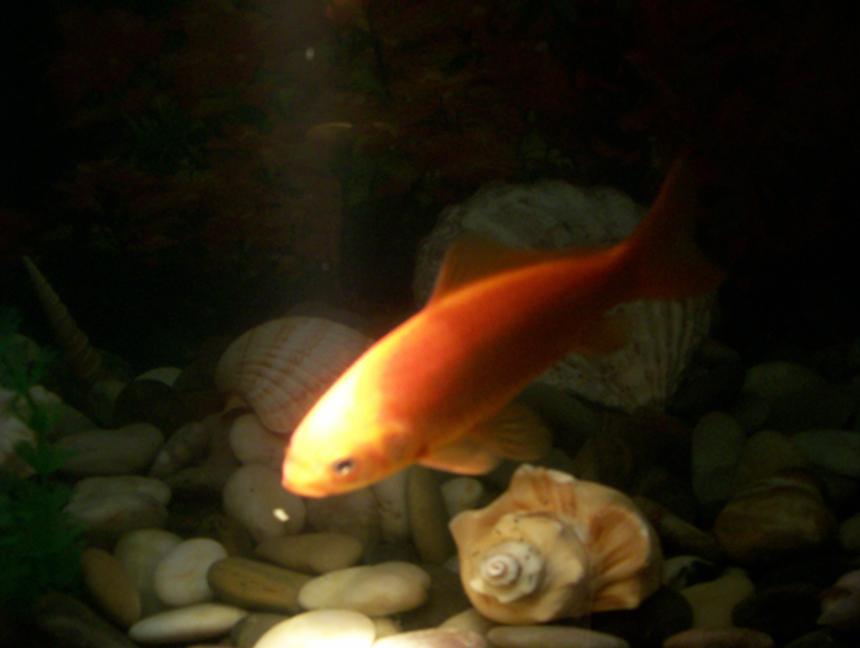 Rated #2168: Freshwater Fish - Carassius Auratus - Goldfish Stocking In 30 Gallons Tank - this is one of my goldfish thats actually gold