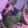 freshwater fish - archocentrus nigrofasciatus - black convict cichlid stocking in 60 gallons tank - Black Convict (Fifi)