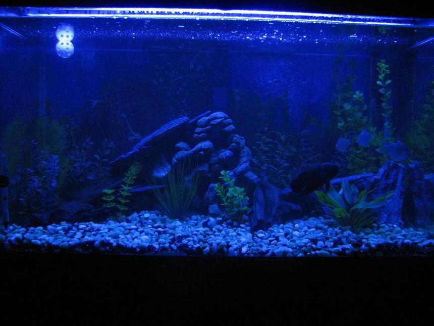 Rated #2774: 60 Gallons Freshwater Fish Tank - ***New Night Lamp Project!!!***My 60 gallon tank. Home to 1 Red Oscar(Rosie), 1 Gold Severum(Brian), 1 Convict(Fifi) and 3 Silver Dollars(Clay, Jax and Obie-SoA)