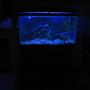 fish tank picture - ***New Night Lamp Project!!!***My 60 gallon tank. Home to 1 Red Oscar(Rosie), 1 Gold Severum(Brian), 1 Convict(Fifi) and 3 Silver Dollars(Clay, Jax and Obie-SoA)