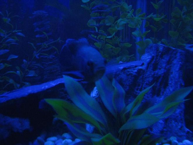 freshwater fish - astronotus ocellatus - red oscar stocking in 60 gallons tank - Rosie the Oscar