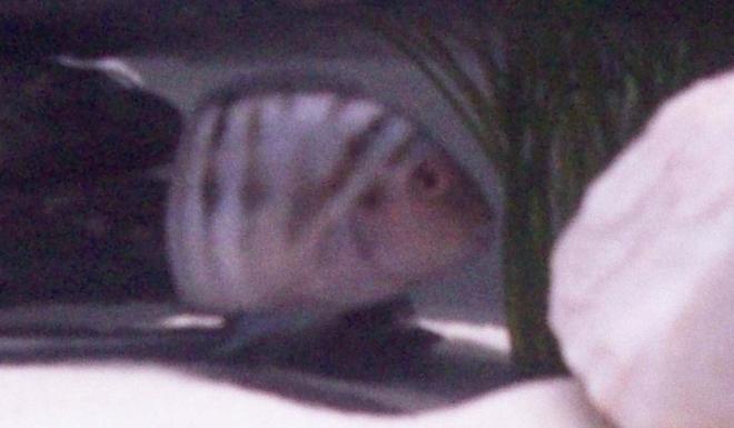 freshwater fish - archocentrus nigrofasciatus - black convict cichlid stocking in 55 gallons tank - adult convict zeus in his cave