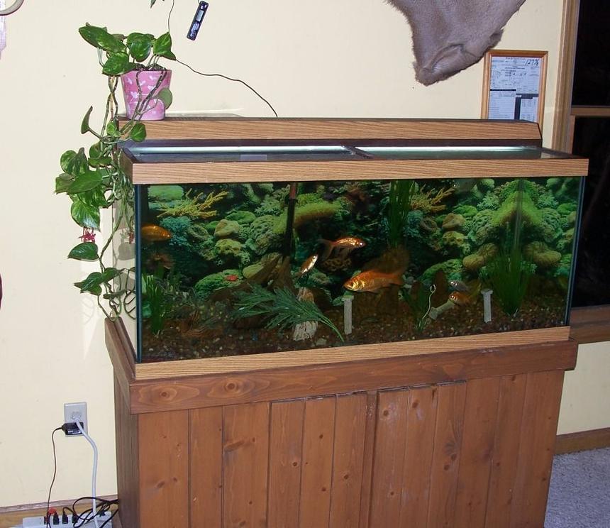 Rated #3199: 75 Gallons Freshwater Fish Tank - frontal view of my 75 gal. aquarium in my room.