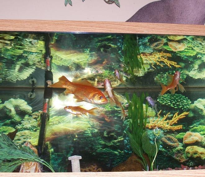 freshwater fish - carassius auratus - goldfish stocking in 75 gallons tank - A cool angle of the tank.