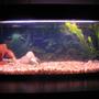 fish tank picture - 6.6 gallon betta tank