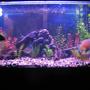 fish tank picture - Oscar Tank
