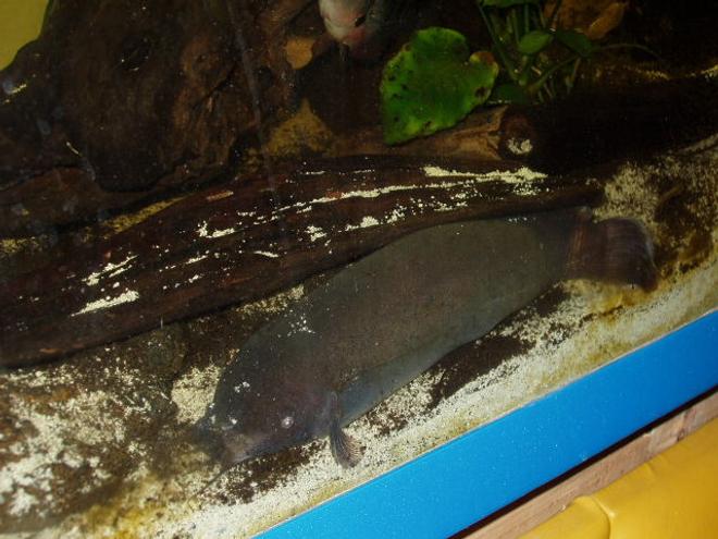 freshwater fish - malapterurus electricus - electric catfish stocking in 230 gallons tank - 12 " electric cat