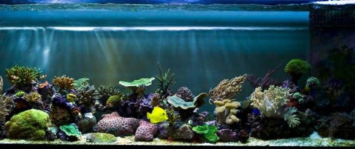 corals inverts - montipora capricornis - green apple cap coral stocking in 125 gallons tank - updated nov 17