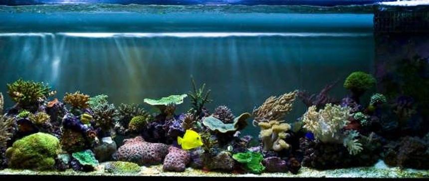 Rated #38: Corals Inverts - Montipora Capricornis - Green Apple Cap Coral Stocking In 125 Gallons Tank - updated nov 17