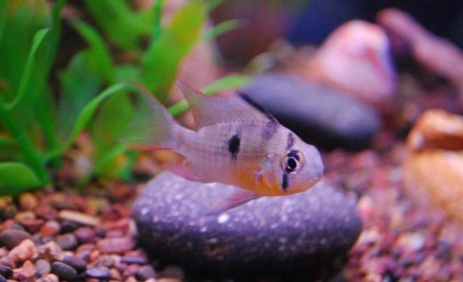 freshwater fish - microgeophagus altispinosa - bolivian ram stocking in 75 gallons tank - My male Bolivian Ram