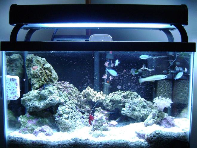 10 gallons saltwater fish tank (mostly fish, little/no live coral) - 10 gallon with 45 watt 50/50 lighting, 4 chromis, bar gobie, yellow watchman gobie, green mandarin, pistol shrimp, fire shrimp, anenome crab, for corals pulsing xenia, 1 little mushroom