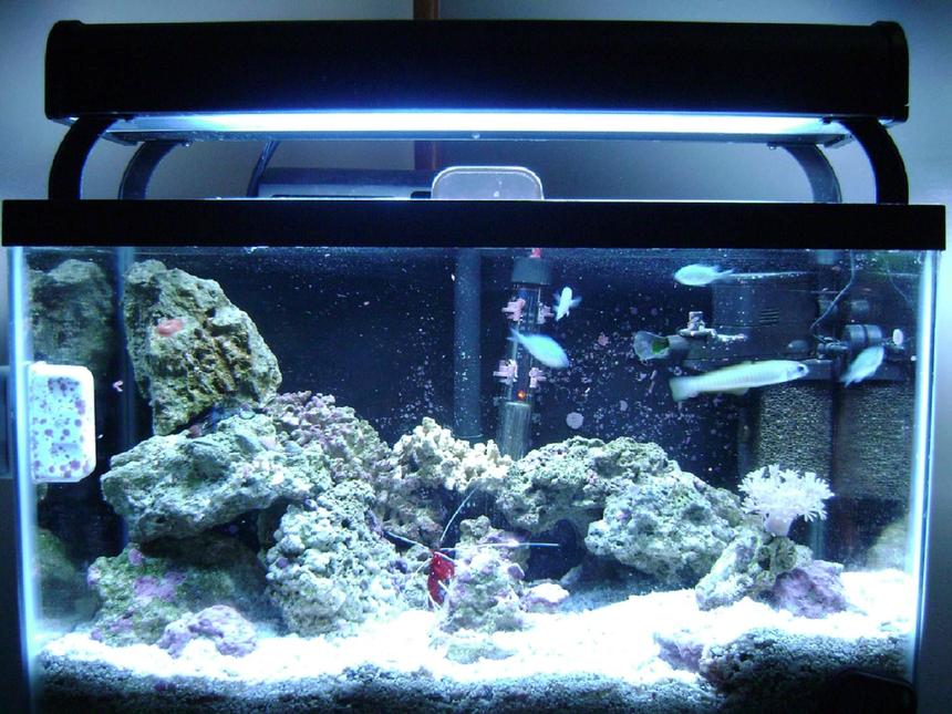 Rated #44: 10 Gallons Saltwater Fish Tank - 10 gallon with 45 watt 50/50 lighting, 4 chromis, bar gobie, yellow watchman gobie, green mandarin, pistol shrimp, fire shrimp, anenome crab, for corals pulsing xenia, 1 little mushroom