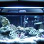 10 gallons saltwater fish tank (mostly fish, little/no live coral) - 10 gallon with 45 watt 50/50 lighting, 4 chromis, bar gobie, yellow watchman gobie, green mandarin, pistol shrimp, fire shrimp, anenome crab, for corals pulsing xenia, 1 little mushroom