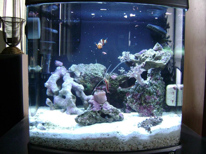 Rated #202: 10 Gallons Reef Tank - 6 gallon nano cube, 1 clown fish, 1 cleaner shrimp, a emerald crab, for corals, pulsing xenia, mushrooms, various polyps