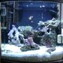 10 gallons reef tank (mostly live coral and fish) - 6 gallon nano cube, 1 clown fish, 1 cleaner shrimp, a emerald crab, for corals, pulsing xenia, mushrooms, various polyps
