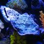 corals inverts - montipora capricornis stocking in 75 gallons tank - 10G nano