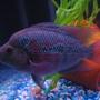 freshwater fish - cichlasoma sp. - flower horn cichlid stocking in 75 gallons tank - denis the menis my flowerhorn