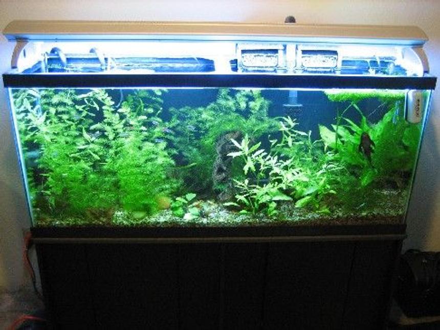 Rated #78: 55 Gallons Planted Tank - growing like crazy