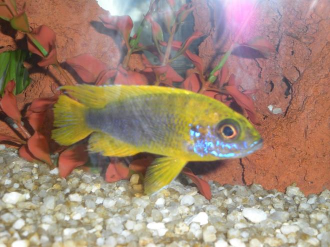 freshwater fish - aulonocara baenschi - sunshine peacock stocking in 20 gallons tank - Wild caught Banga Peacock