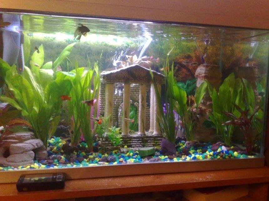 Rated #267: 4 Gallons Planted Tank - My first attempt at keeping fish... im no expert but i love it!
