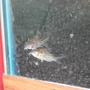freshwater fish - corydoras sterbai - sterba's cory stocking in 29 gallons tank - My two new spotted corys, Haim and Feldman
