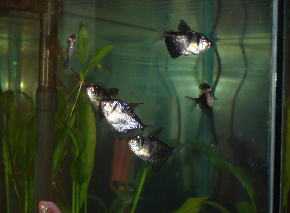 freshwater fish - gymnocorymbus sp. - black skirt tetra stocking in 29 gallons tank - My school of black skirts
