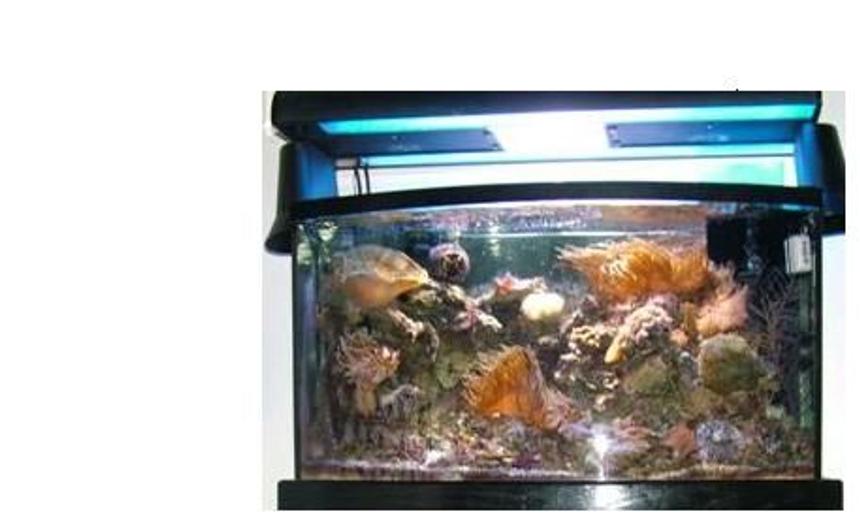 Rated #197: 46 Gallons Reef Tank - My tank and all the corals.