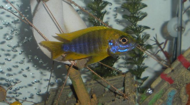 freshwater fish - aulonocara baenschi - sunshine peacock stocking in 20 gallons tank - Banga Peacock