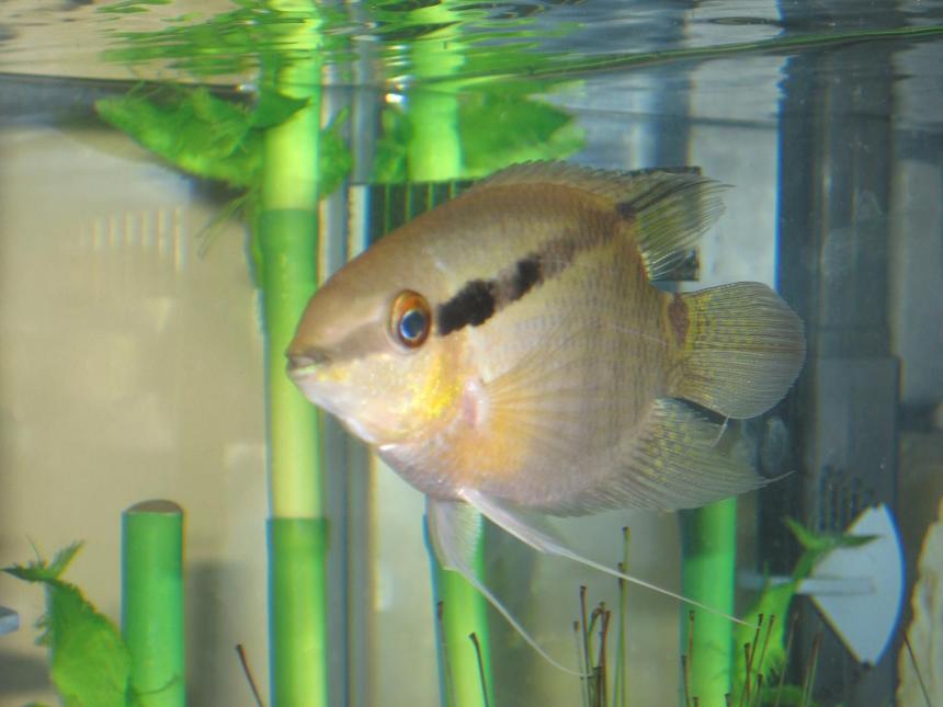 Rated #1152: Freshwater Fish - Mesonauta Festivus - Festivum Cichlid Stocking In 20 Gallons Tank - Festivum - Thanks derekp