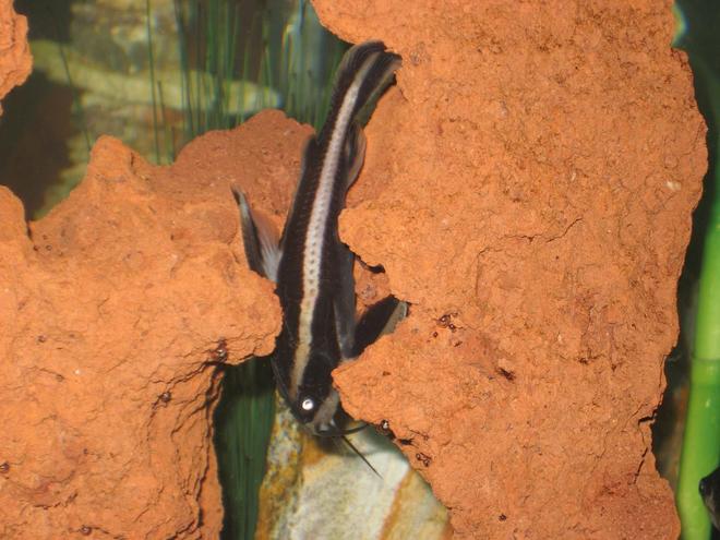 freshwater fish - platydoras costatus - striped raphael catfish stocking in 20 gallons tank - Striped Raphael