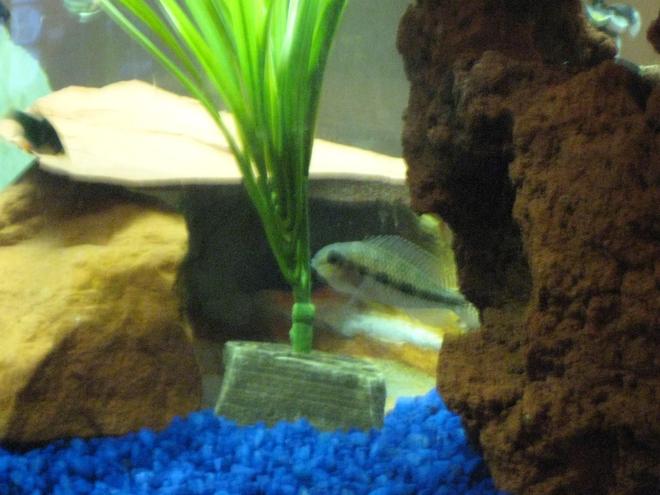 freshwater fish - apistogramma sp. - assorted apistogramma stocking in 20 gallons tank - Checkered Cichlid