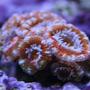 corals inverts - acanthastrea echinata - rainbow acan stocking in 110 gallons tank - Rainbow Acan