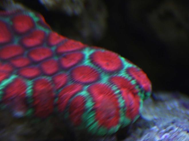 corals inverts - favites sp. - red & green favites brain coral stocking in 110 gallons tank - Another brain