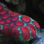 corals inverts - favites sp. - red & green favites brain coral stocking in 110 gallons tank - Another brain