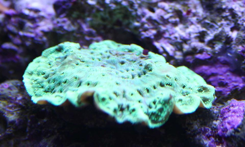 corals inverts - echinophyllia aspera - chalice coral, bubble gum stocking in 110 gallons tank - Forgot what this