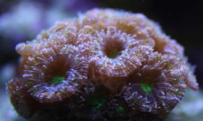 corals inverts - acanthastrea lordhowensis - jester aussie lord stocking in 110 gallons tank - Jester Acan